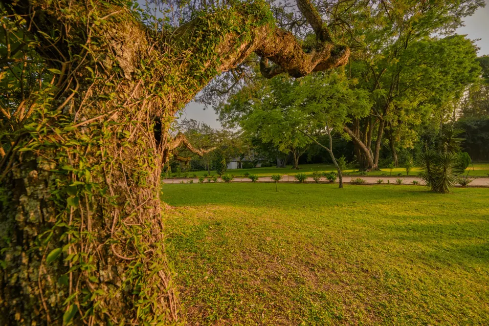 Bushveld en oude bomen op het terrein in Mpumalanga